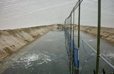 NuÃ´i tÃ´m nhÃ  kÃ­nh