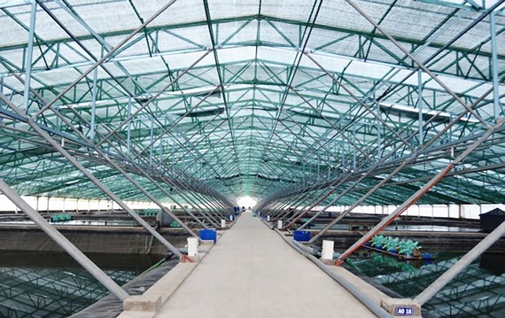 Mô hình nuôi tôm siêu thâm canh  tại Công ty cổ phần Việt Úc - Bạc Liêu