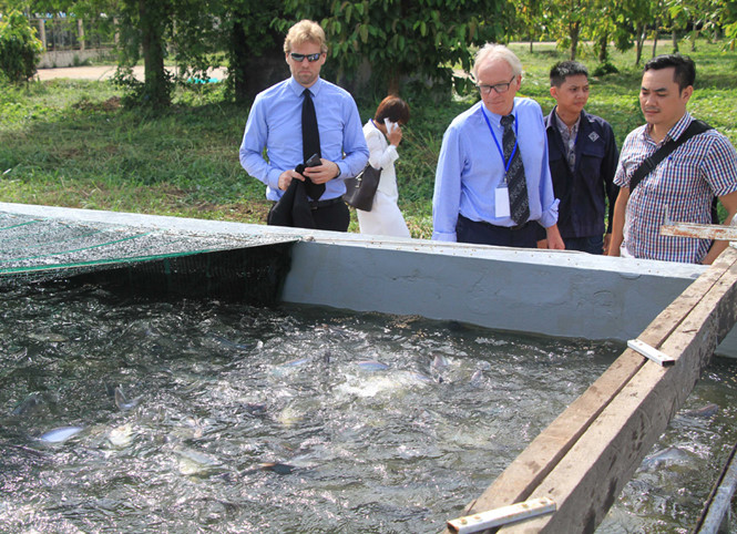 Nuôi cá tra theo công nghệ Đan Mạch